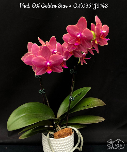 美琪園藝Miki Orchid - 品種詳細頁